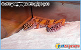 Leopard Gecko