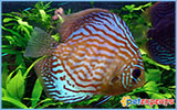 Turquoise Discus