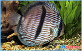 Symphosodon discus