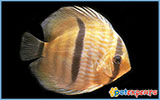 Symphosodon discus discus