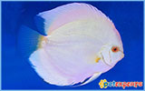 Albino discus