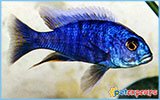 Haplochromis electric blue