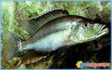 Haplochromis compressiceps