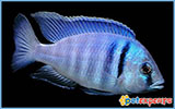 Haplochromis electra