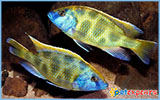 Haplochromis venustus