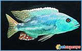 Haplochromis fuscotaeniatus