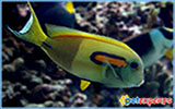 Acanthurus Olivaceous